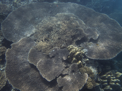 Acroporidae
