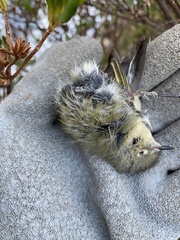 Corthylio calendula calendula