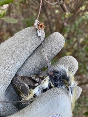 Corthylio calendula calendula