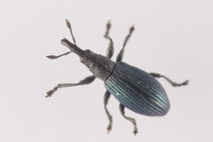 Perapion violaceum