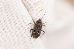 Graptopeltus lynceus