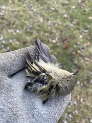 Corthylio calendula calendula