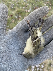 Corthylio calendula calendula