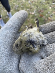 Corthylio calendula calendula