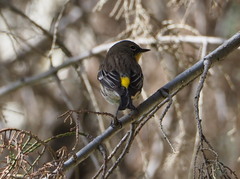 Setophaga coronata