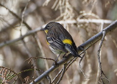 Setophaga coronata