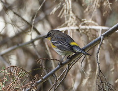 Setophaga coronata