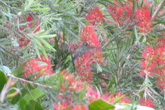 Saucerottia saucerottei