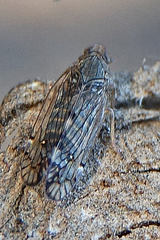 Platycixius calvus
