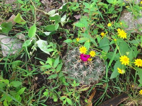 Coryphantha elephantidens