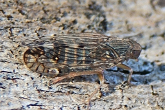 Platycixius calvus