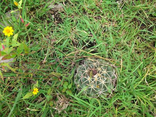 Coryphantha elephantidens