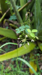Desmodium procumbens