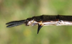 Somatochlora williamsoni