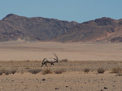 Oryx gazella