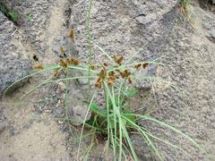 Andersson's flatsedge (Cyperus anderssonii)