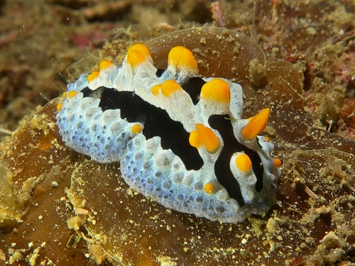 Sky Blue Phyllidia — seen at this dive site