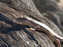 Trachylepis occidentalis
