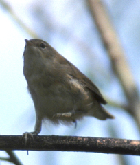 Acrocephalus palustris