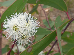 Eucalyptus dives