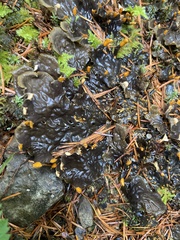 Peltigeraceae