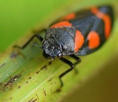 Cercopis