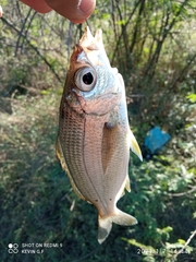 Eucinostomus entomelas