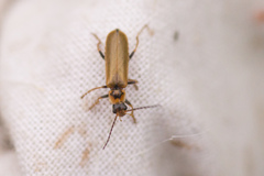 Cantharis figurata