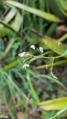 Desmodium procumbens