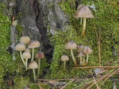 Mycena stipata