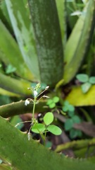 Desmodium procumbens