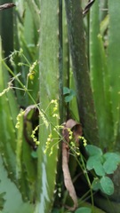 Desmodium procumbens