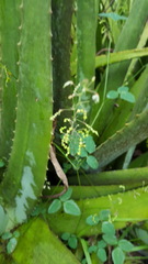 Desmodium procumbens