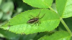 Allagelena gracilens