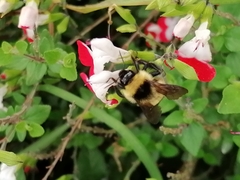 Bombus opifex