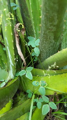 Desmodium procumbens