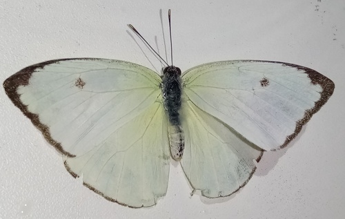 Aphrissa boisduvalii