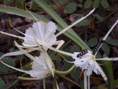 Hymenocallis rotata