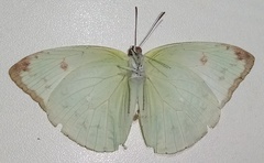 Aphrissa boisduvalii