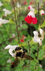 Bombus opifex