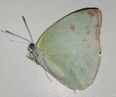 Aphrissa boisduvalii