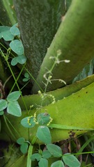 Desmodium procumbens
