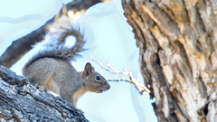 Sciurus niger limitis