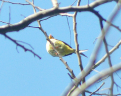 Phibalura flavirostris