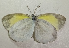 Eurema daira