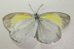 Eurema daira