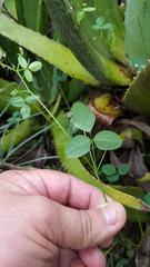 Desmodium procumbens