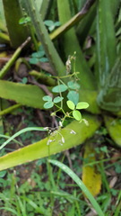 Desmodium procumbens