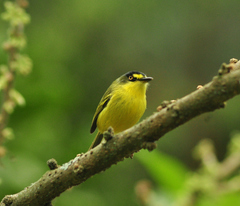 Todirostrum poliocephalum