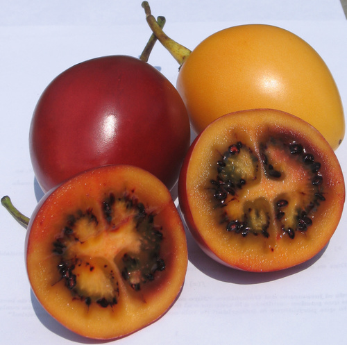 tamarillo